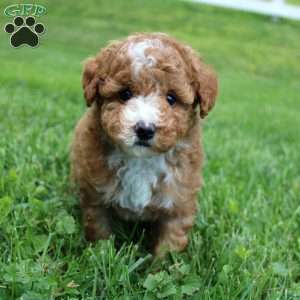 Blaze, Miniature Poodle Puppy
